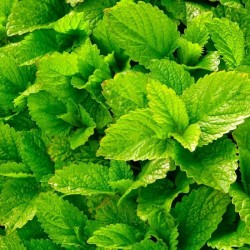 LEMON BALM / MELISSA DRIED...